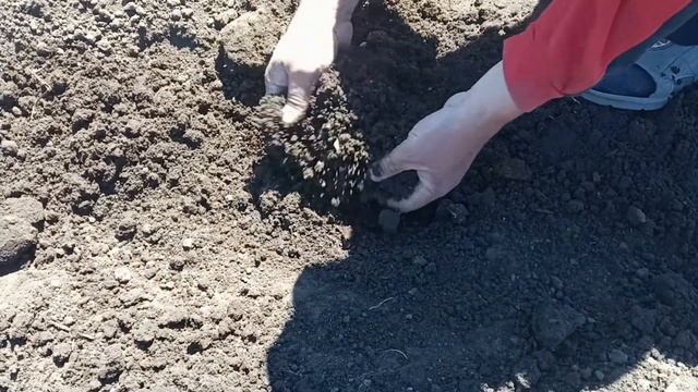 Посадка рассады огурцов в открытый грунт, подготовка почвы, хитрость от вредителей, уход смотреть онлайн