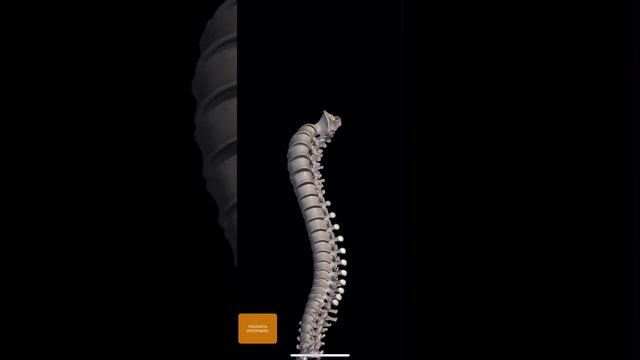 СКЕЛЕТ КОСТІ☠️ смотреть онлайн