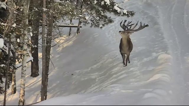 Зимняя красота природы. Благородные олени смотреть онлайн