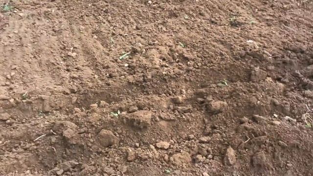 Вспашка земли мотоблоком с плугом смотреть онлайн