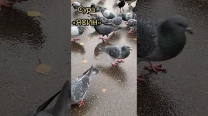 Сура «ЯСИН» Мухаммадлоик кори,Yasin surasi Muhammadloiq qori