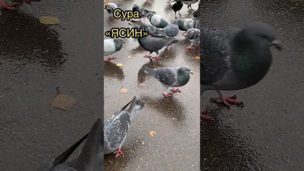 Сура «ЯСИН» Мухаммадлоик кори,Yasin surasi Muhammadloiq qori