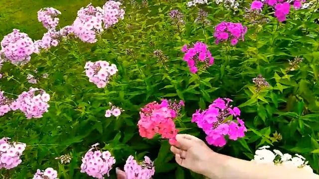 Флоксы на нашей даче. смотреть онлайн
