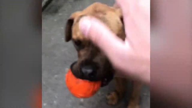 Алано Эспаньол смотреть онлайн