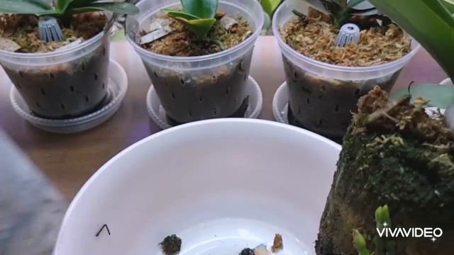 키우기 까다로운 미니 호접란 수태망을 이용한 최상의 분갈이 방법과 적당한 화분 선택하는 방법 смотреть онлайн