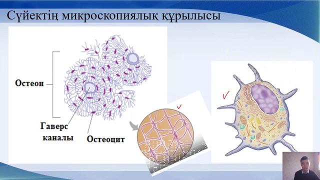 Сүйектің макро және микроскопиялық құрылысы смотреть онлайн