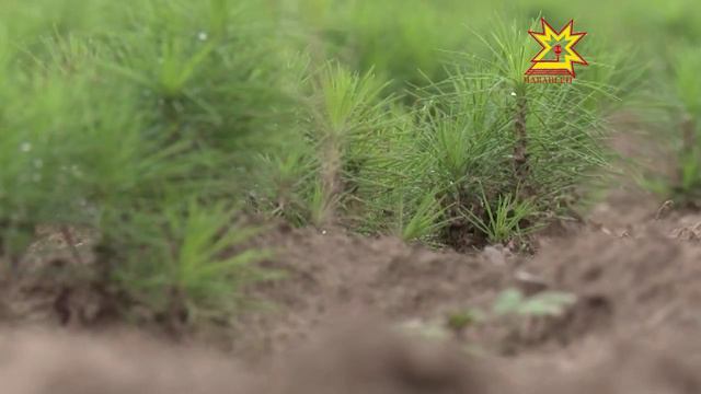 В Заволжье продолжают восстанавливать леса смотреть онлайн