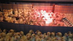 Утка Черри-велли. Первые сутки