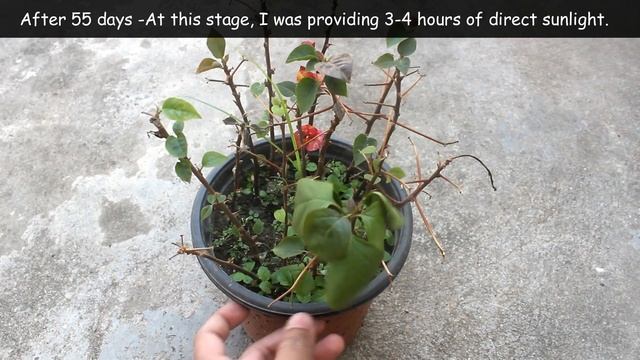 How To PROPAGATE Bougainvillea From Flowering Branches? смотреть онлайн