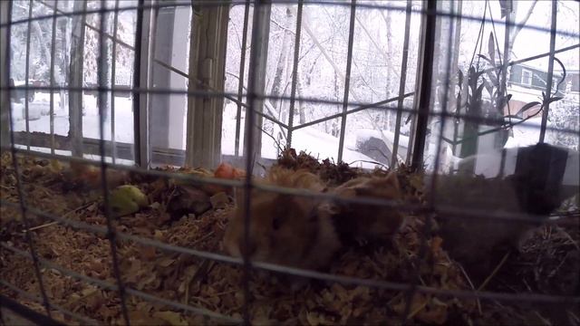 Амстаффтерьер ходит по магазинам/Amstaffterrier goes shopping смотреть онлайн