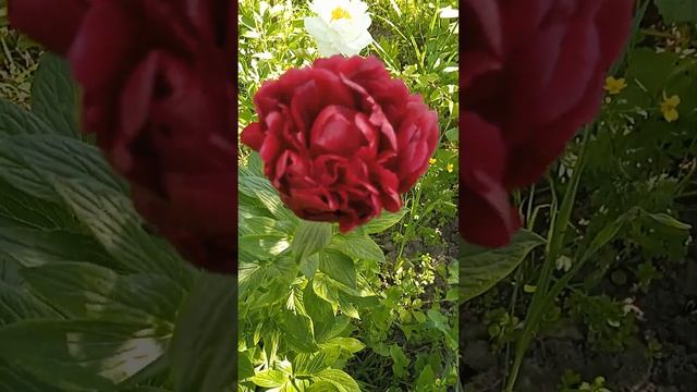 Темно бордовый"Бакай Белль"первое цветение? смотреть онлайн