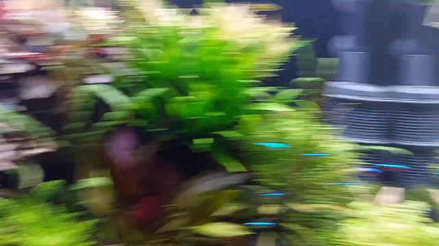 Komunita akvaristů na tomto kanále a nový Mikrofon RODE NT - USB смотреть онлайн