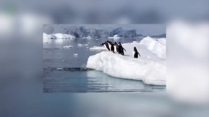 Пингвины - Мудреныч (Добро пожаловать в Антарктиду)