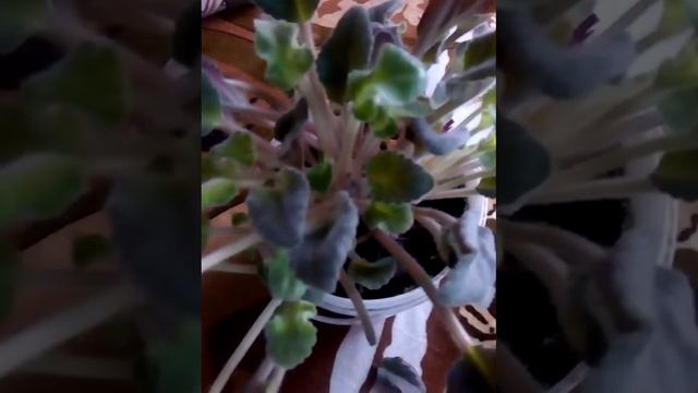 Уход за фиалкой+Приветствую вас на канале