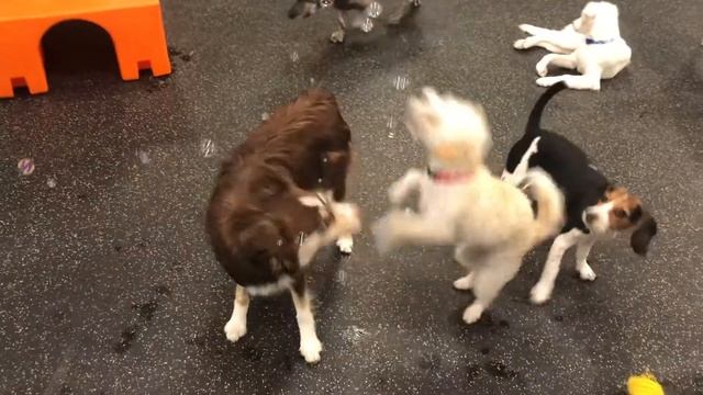 Dogtopia Daycare 11.10.20 смотреть онлайн