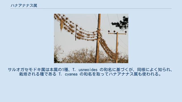 ハナアナナス属 смотреть онлайн