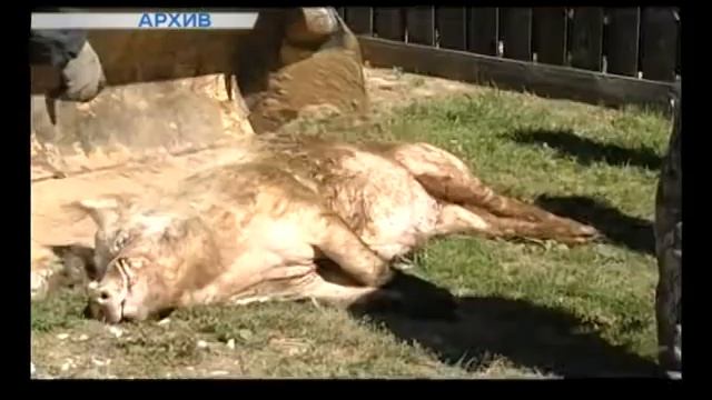 Сюжет по африканской чуме свиней смотреть онлайн