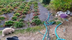 КАК ИЗБАВИТЬСЯ ОТ ХРУЩА НА УЧАСТКЕ. КАК ПРАВИЛЬНО ВНОСИТЬ МЕТАРИЗИН И БОВЕРИН