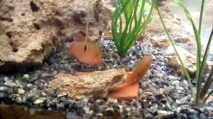 Размножение аквариумной рыбки хромис красавец