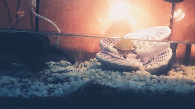 Аквариум для черепах. Как сделать стройку внутри. смотреть онлайн