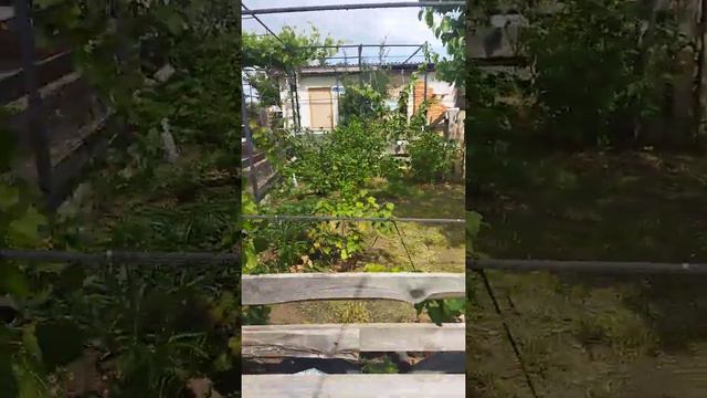 26.06.22 виноград в стадии горох Проведены три обработки от болезней и подкормкой и поливом смотреть онлайн