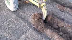 Сажаем тыкву под мотоблок