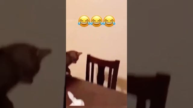 ANIMALS FUNNY ? #animals #babyanimals #funny #animalfunny #funnyvideo #smile смотреть онлайн