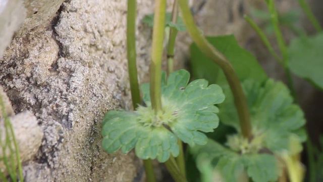 How to identify & use Henbit and Purple Dead Nettle смотреть онлайн
