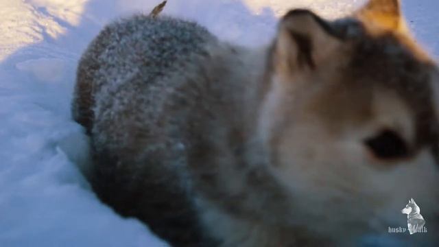 Хаски Тобол / Как мы купили хаски щенка смотреть онлайн