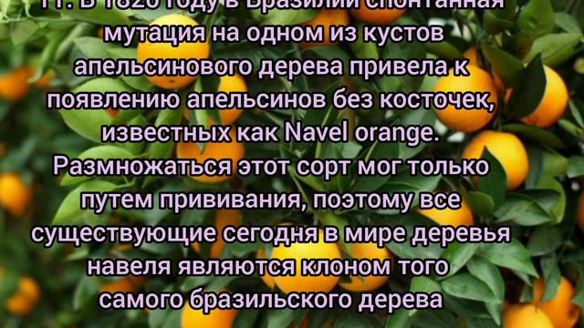 Знаете ли вы, что... 20 интересных фактов обо всем (под музыку там-там) смотреть онлайн