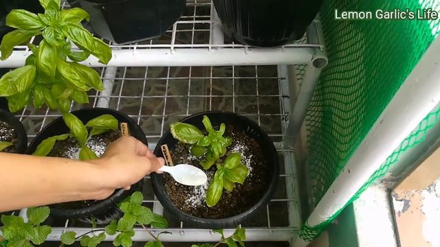 Egg calcium(Paglagay ng eggshells sa mga herbs plant) смотреть онлайн