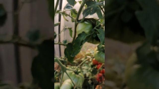 ТОМАТЫ ОРАНЖЕВЫЙ ГИГАНТ ДМИТРИЕВА //ВАЦАП ДЛЯ ЗАКАЗА КАТАЛОГА 89152458159 ПИСЬМЕННО смотреть онлайн