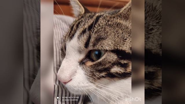 КОТИК ЛАЙК. Я КУСАЮ Miss Gul И ИГРАЮ. смотреть онлайн