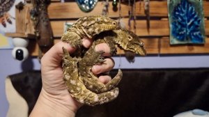 Гигантские гекконы бананоеды Сыр с Плесенью. И плесневый кусь!