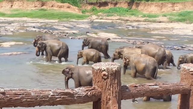 Pinnawala Elephant Orphanage | Sri Lanka's Sights & Scenes смотреть онлайн