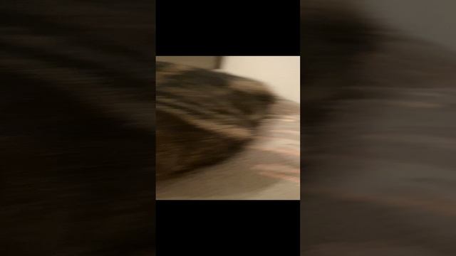 На мягком ? #geravna #подушки #любовь