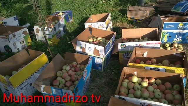 Andijon viloyati Jalaquduq tumani Yorqishloq M F Y da mevador bog'lar hamma kõrsin смотреть онлайн