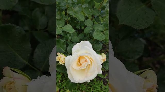 Сорт #розы в саду #Schneewalzer. Шнеевальцер. смотреть онлайн