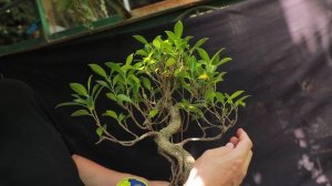 Бонсай из фикуса: как сделать и ухаживать за ним?