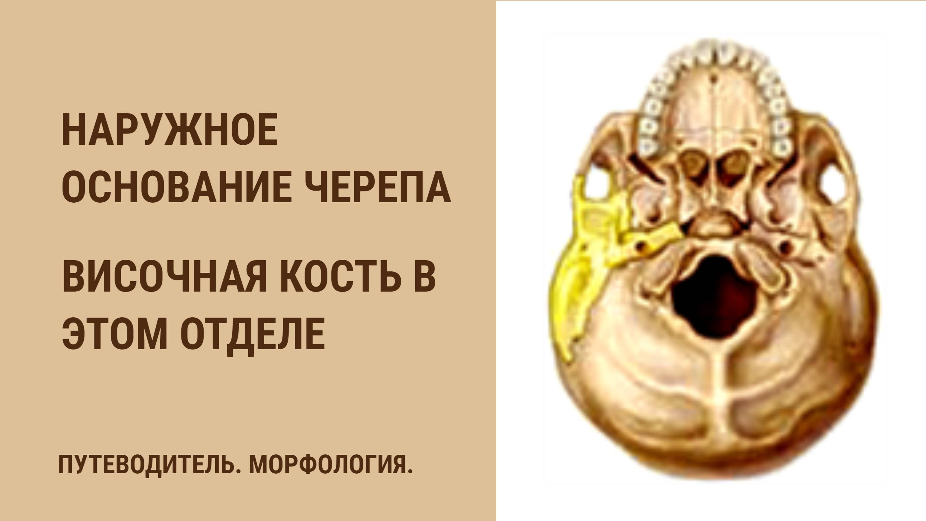 Наружное основание черепа. Височная кость в этом отделе. смотреть онлайн