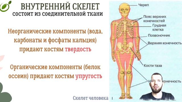 Л.31 | ОПОРА ТЕЛА ОРГАНИЗМОВ | ОБЩАЯ БИОЛОГИЯ ЕГЭ смотреть онлайн