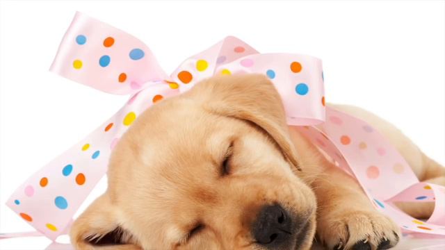 4 Hour Playlist - Sleep Music for Dogs! Watch your Dog Drift Off into a Peaceful Sleep смотреть онлайн