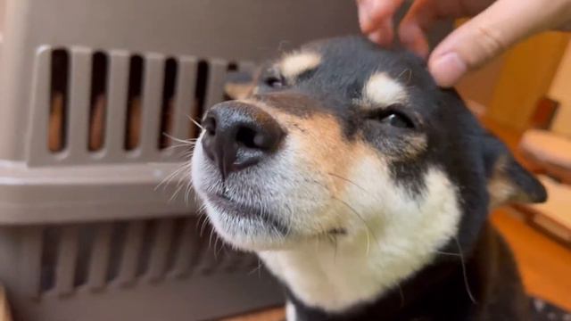 【妊娠55日目】妊娠してお腹が重たくなってきた柴犬の寝起きを突撃してみた【字幕】 смотреть онлайн