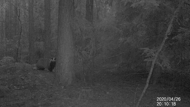 Borsuk zorientował się, że jest na wizji смотреть онлайн