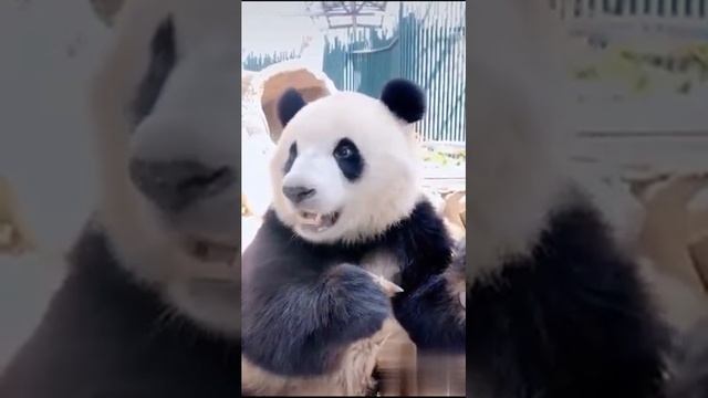 【Cute Animals】Giant Panda vs Red Panda ,who is more cuter? смотреть онлайн