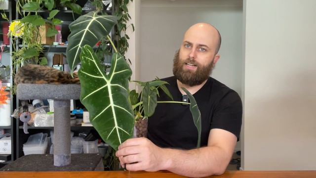 Alocasias I Transitioned from Soil to Leca | 6-Month Update | Passive Hydro смотреть онлайн