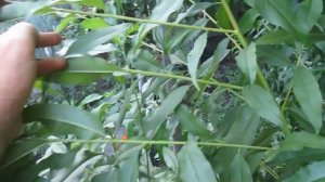 Обрезка персика. Как отличить плодовые побеги.  Часть 4.