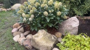 Советы по выращиванию СКИММИИ ЯПОНСКОЙ: посадка, уход, полив и использование в ландшафте 🌺 Skimmia