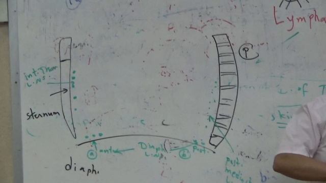 Module C - Lymphatic drainage of the thorax and thoracic duct смотреть онлайн