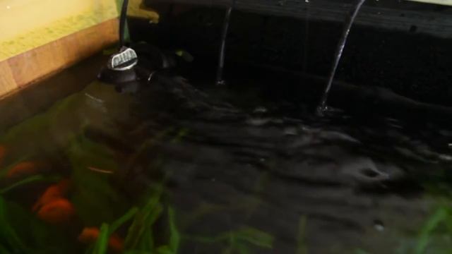 #АКВАЧЕЛЕНДЖ | П - ПРАВИЛА ПЕРЕНАСЕЛЕННОГО АКВАРИУМА | Жизнь в аквариуме смотреть онлайн